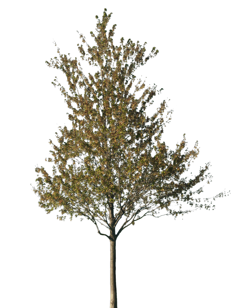 Tree52.png