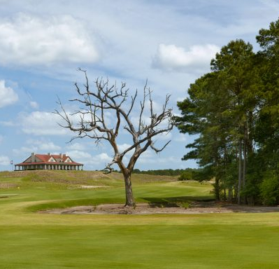 hole 8 tree.jpg