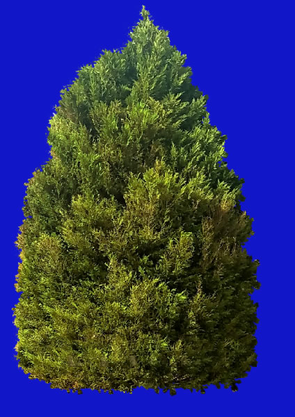 cypress.jpg