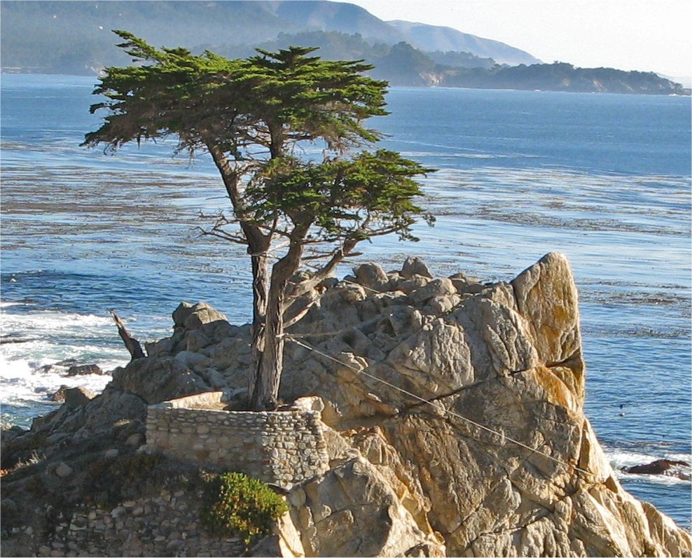 Pebble Cypress.jpg